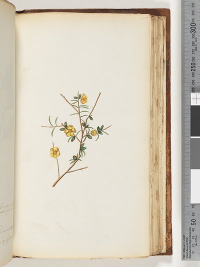 Seite 155. Unbekannte Pflanze von Unknown artist
