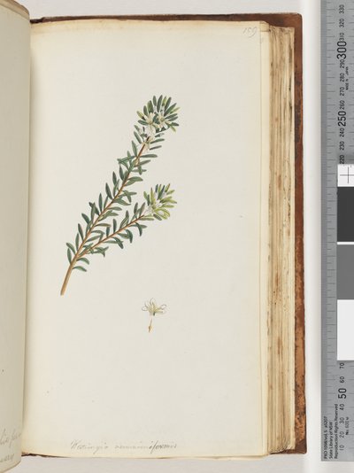 Seite 159. Westringea rosmariniformis von Unknown artist