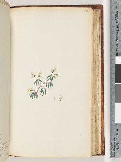 Seite 162. Unbekannte Pflanze von Unknown artist