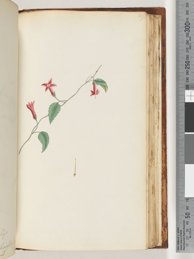 Seite 167. Unidentifizierte Pflanze von Unknown