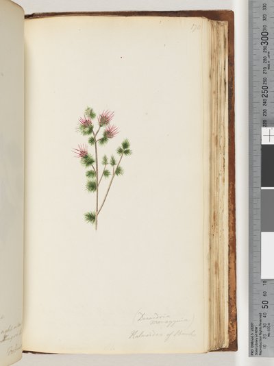 Seite 170. Decandria monogynia. Kalmoides von Banks von Unknown