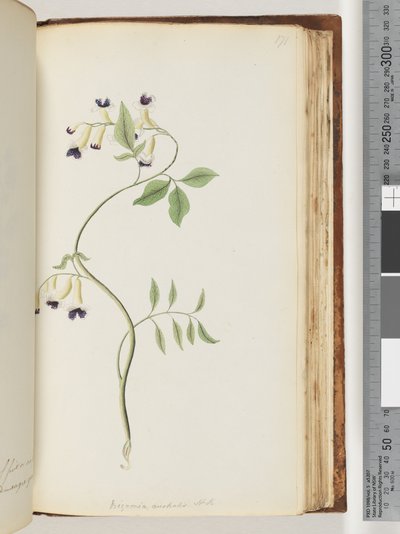 Seite 171. Bignonia australis H.K von Unknown artist