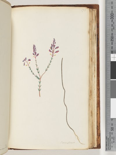 Seite 175. Comaspernia von Unknown artist