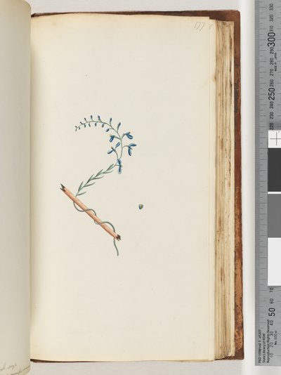 Seite 177. Unbekannte Pflanze von Unknown artist