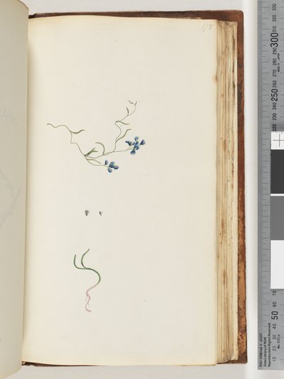 Seite 178. Unbekannte Pflanze von Unknown artist