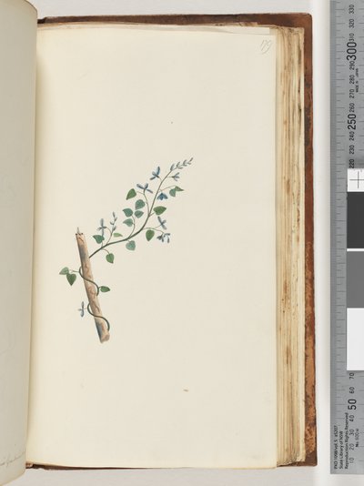 Seite 179. Unbekannte Pflanze von Unknown artist