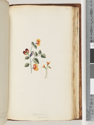 Seite 180. Platylobium formosum / Schöne Flach-Erbse von Unknown artist