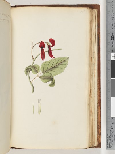 Seite 185. Unbekannte Pflanze von Unknown artist
