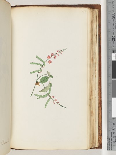 Seite 186. Blütenpflanze, eine Kletterpflanze von Unknown artist