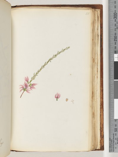 Seite 188. Unbekannte Pflanze von Unknown artist