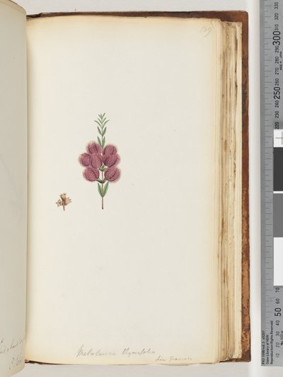 Seite 189. Melaleuca thymifolia. Lin: Transac von Unknown artist