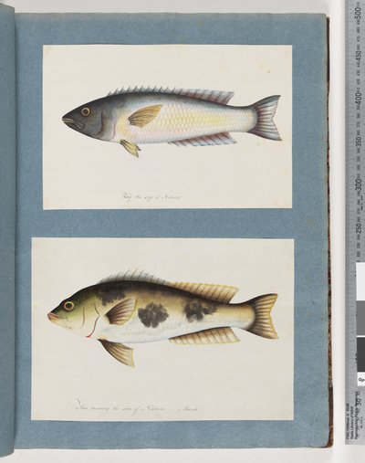 Seite 18. Unbekannter Fisch. 19. Unbekannter Fisch von Unknown artist