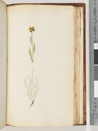 Seite 194. Unbekannte Pflanze von Unknown artist