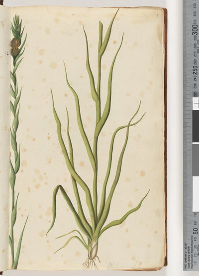 Seite 1. Philydrum lanuginosum von Unknown artist