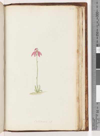 Seite 212. Caladenia sp von Unknown artist