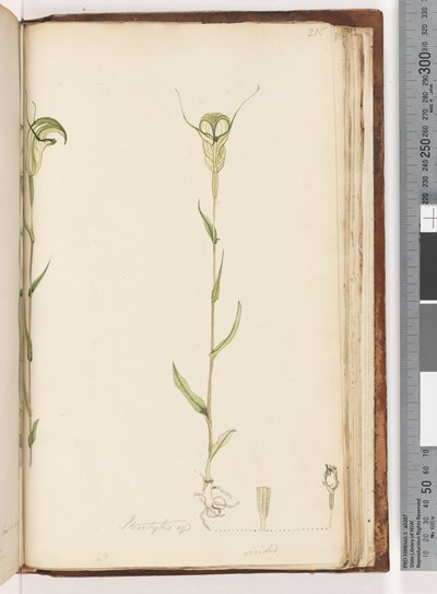 Seite 215. Pterostylis op / viridis von Unknown artist