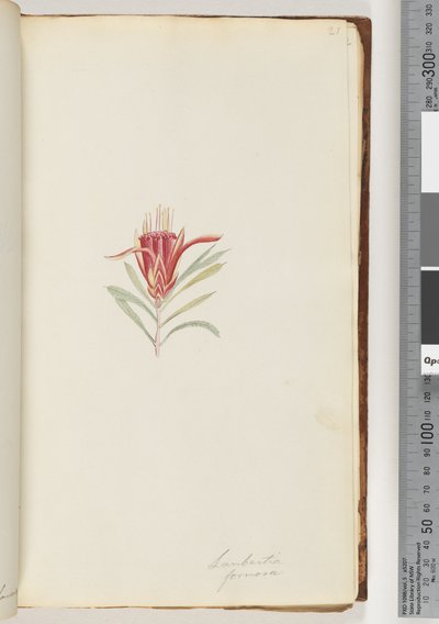 Seite 21. Lambertia formosa / Bergteufel von Unknown artist