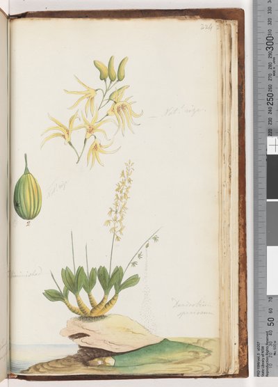 Seite 224. Dendrobium speciosum / Felsenorchidee von Unknown artist