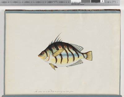 Seite 23. Unbekannter Fisch von Unknown artist