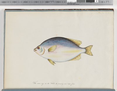 Seite 24. Unbekannter Fisch von Unknown artist