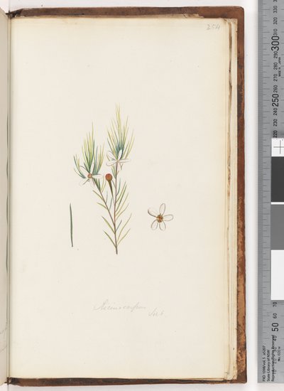 Seite 254. Ricinocarpus / ?? von Unknown artist