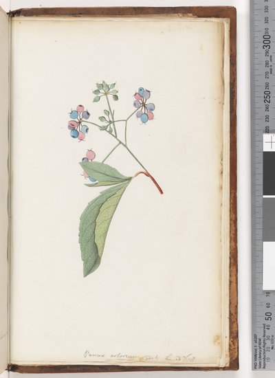 Seite 256a. Unbenannte Pflanze von Unknown artist