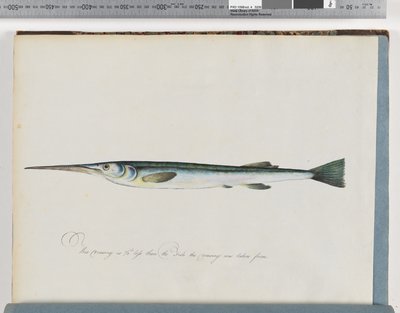 Seite 27. Unidentifizierter Fisch von Unknown artist