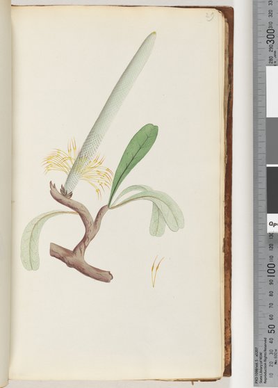Seite 29. Küsten-Banksia von Unknown artist