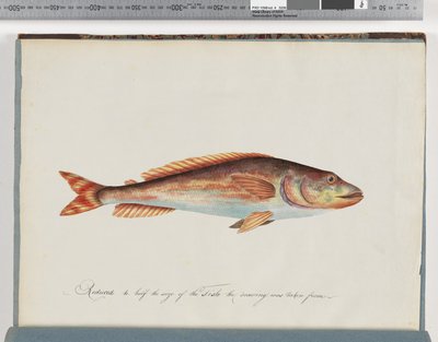 Seite 29. Unidentifizierter Fisch von Unknown artist