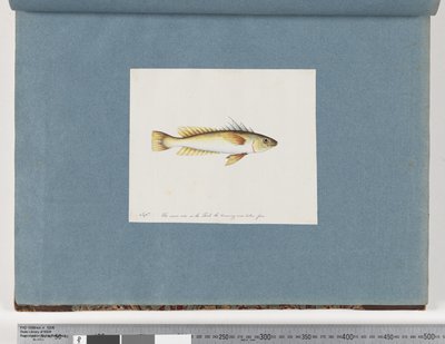 Seite 30. Unidentifizierter Fisch von Unknown artist