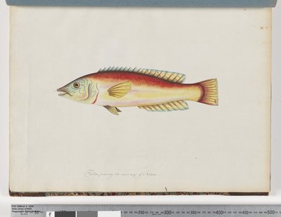 Seite 31. Unidentifizierter Fisch von Unknown artist