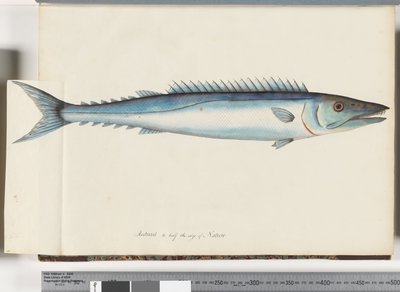 Seite 32. Barracouta von Unknown artist