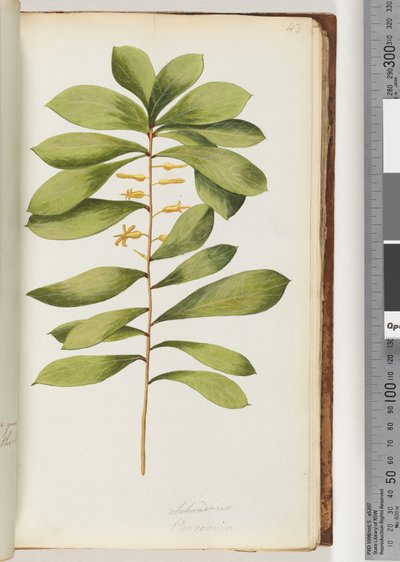 Seite 43. Schraderia / Persoonia von Unknown artist