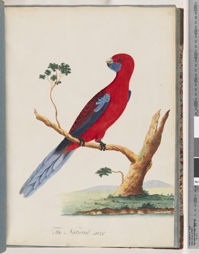Seite 46. Scharlachroter Rosella. Pennantsittich von Unknown artist