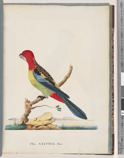 Seite 47. Östliche Rosella. Nonpareil-Sittich von Unknown artist
