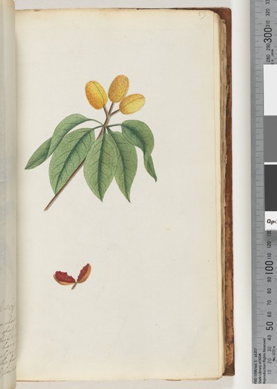 Seite 59. Pilospermum mapon von Unknown artist