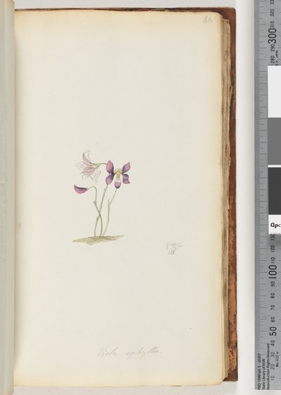 Seite 66. Viola aphylla / Wildes Veilchen von Unknown artist