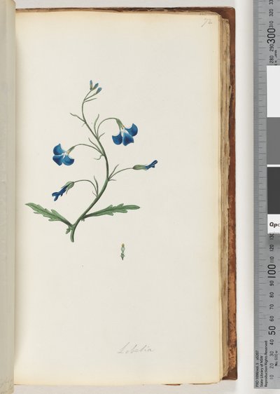 Seite 72. Lobelie von Unknown artist