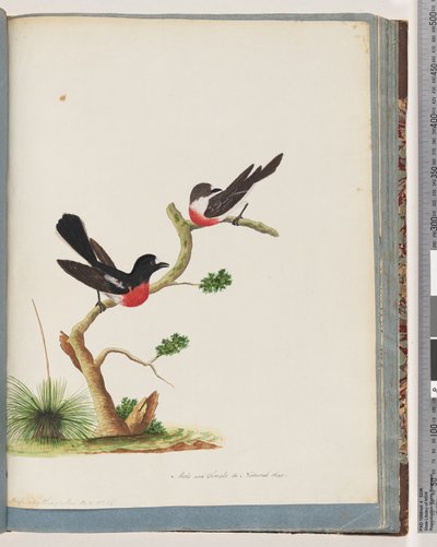 Seite 73. Scharlachrote Rotkehlchen von Unknown artist