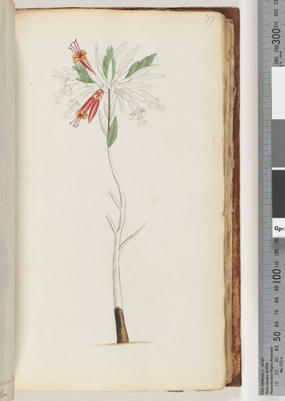 Seite 77. Keine Inschrift, unvollendete Zeichnung von Unknown artist