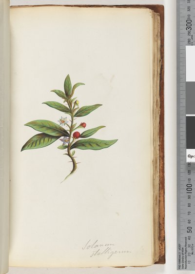 Seite 78a. Solanum stelligerum / Sternnachtschatten von Unknown artist