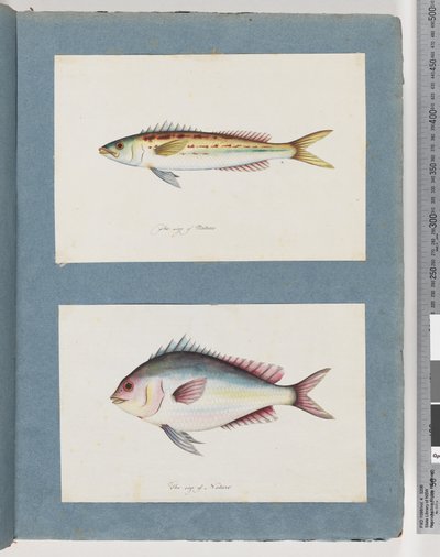 Seite 7. Unidentifizierter Fisch. 8. Unidentifizierter Fisch von Unknown artist