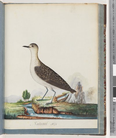 Seite 83. Weiblicher Goldregenpfeifer von Unknown artist