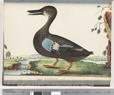 Seite 87. Ente von Unknown artist