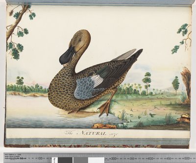 Seite 89. Ente von Unknown artist