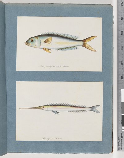 Seite 9. Unidentifizierter Fisch. 10. Unidentifizierter Fisch von Unknown artist