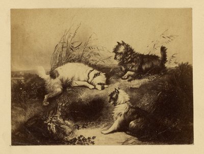 [Gemälde von Hunden von Charles Tomkins] von Unknown artist