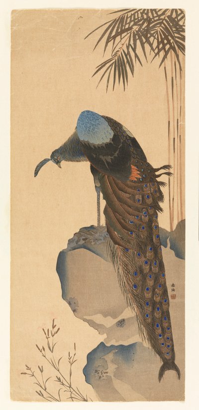 Pfau von Unknown artist