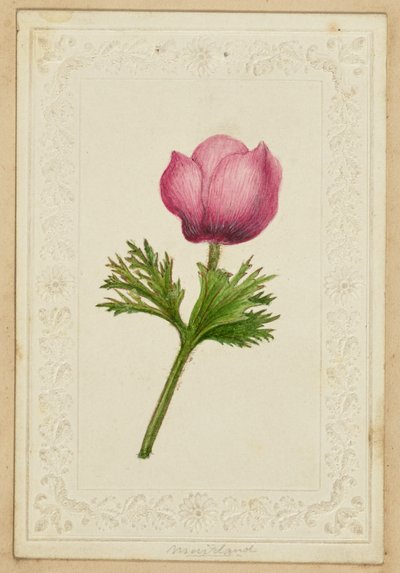 [Rosa Blumen-Notizkarte] von Unknown artist