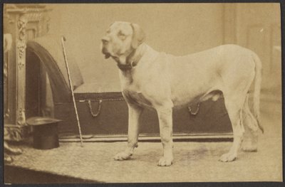 Porträt eines Hundes von Unknown artist